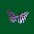 Flexi Butterfly