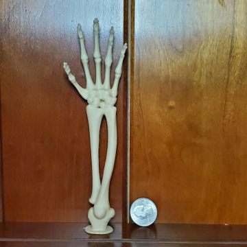 Skeleton Arm