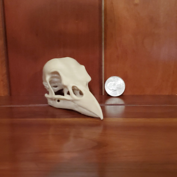 Raven Skull